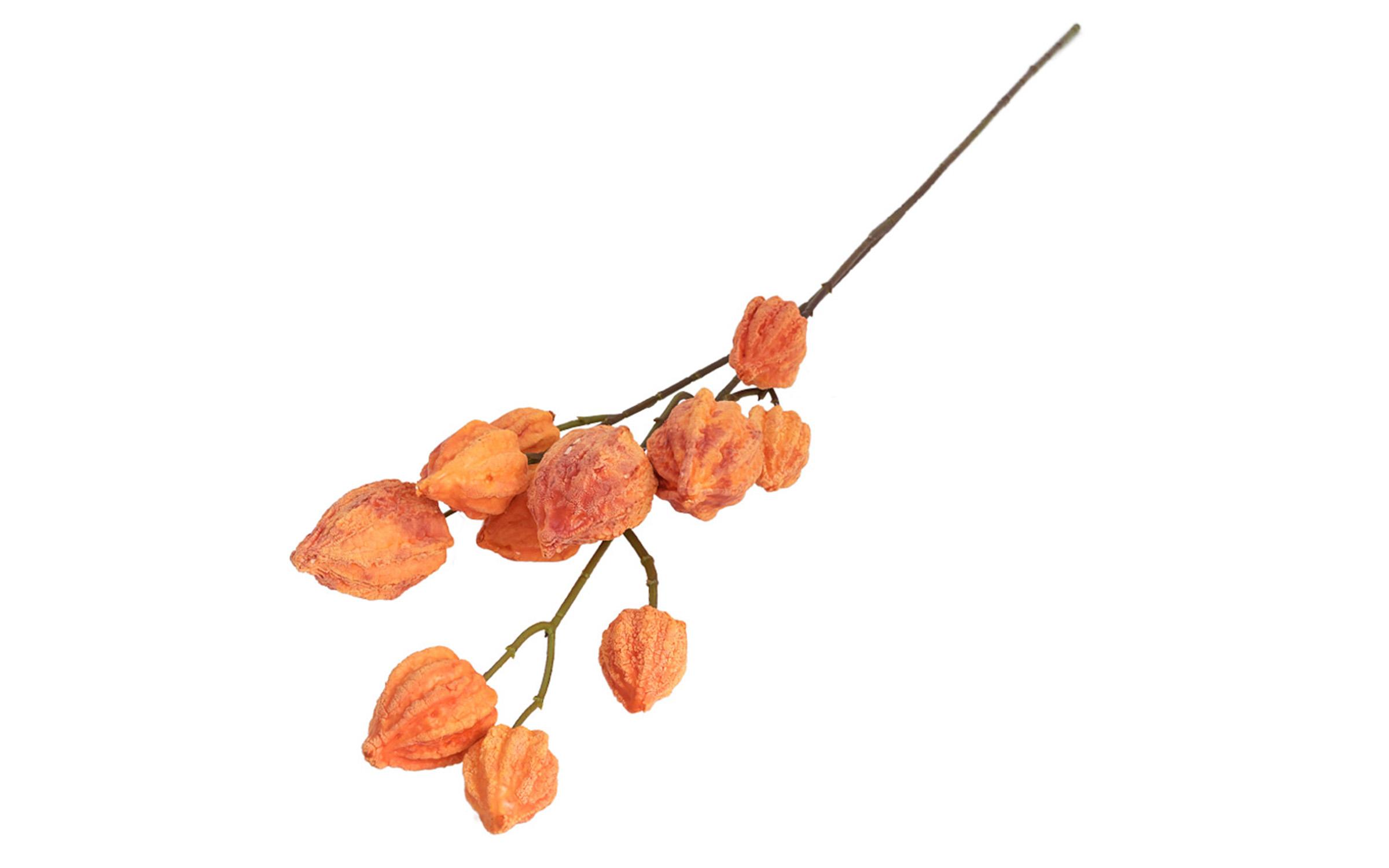 Διακοσμητικό φυτό, πορτοκαλί  1