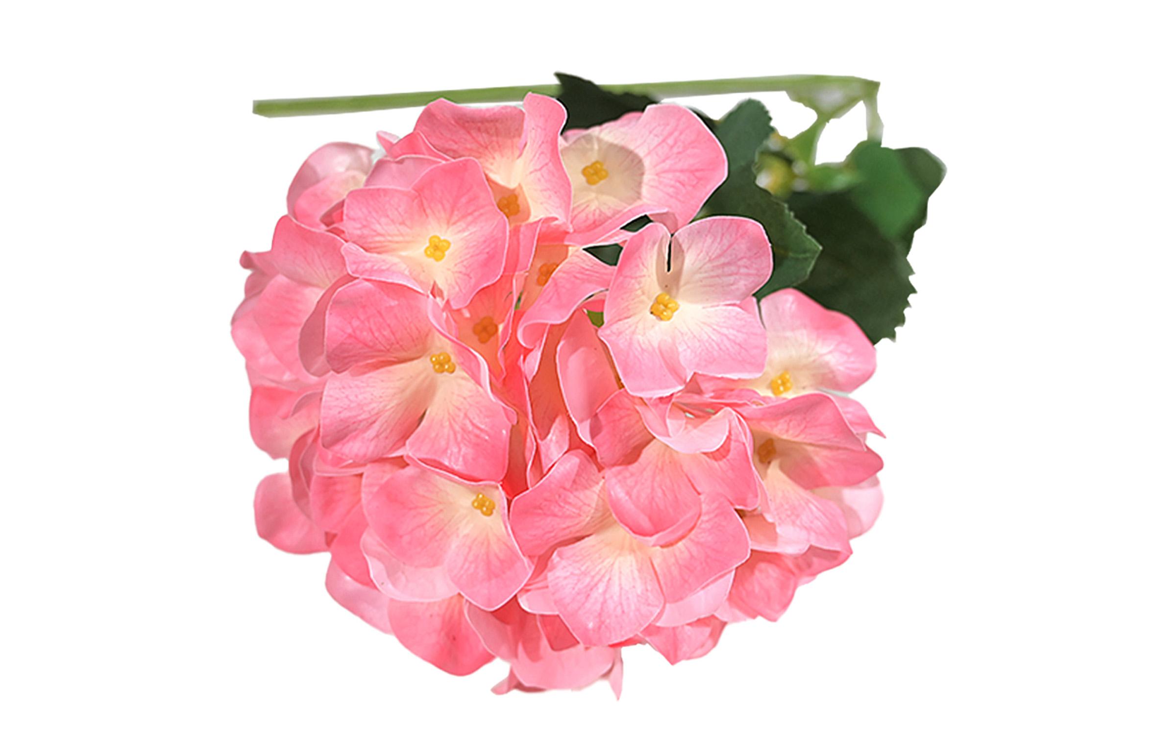 Διακοσμητικό φυτό, ροζ  1